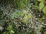 Spider's web with raindrops